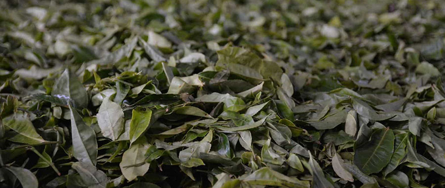 proceso de oxidacion del te oolong ecologico semper tea
