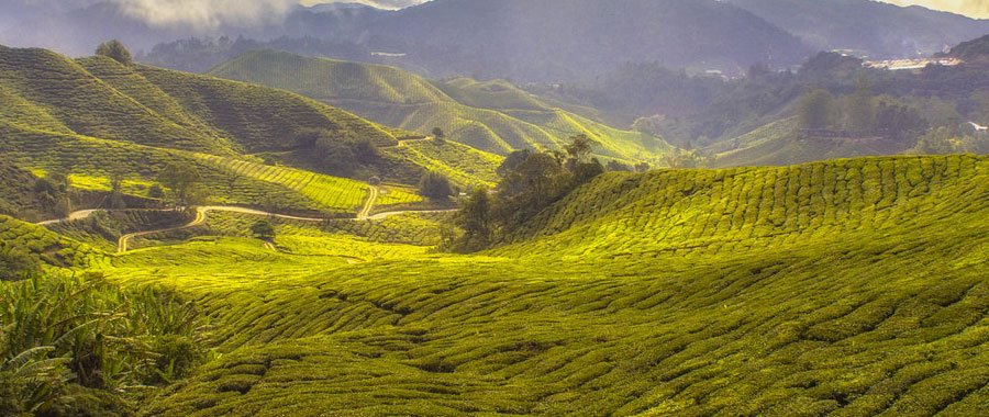 blog semper tea produccion ecologica de te te verde bueno para la salud plantacion