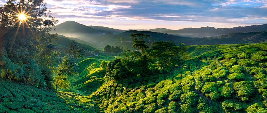 plantacion darjeeling ecologico semper tea